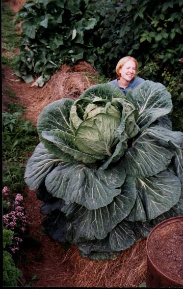 cabbage2.jpg