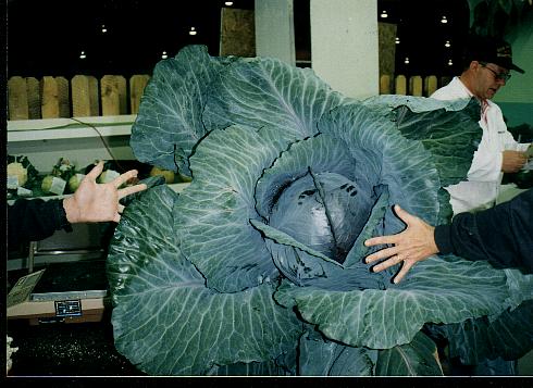 IMAGE(http://www.recordholders.org/images/vegetables/red_cabbage.jpg)